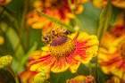 USA-Colorado-Fort Collins Honey bee on coreopsis flower Art Print